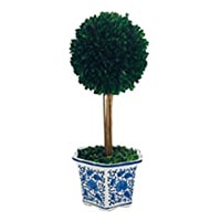Preserved Boxwood Topiary in Chinoiserie Pot