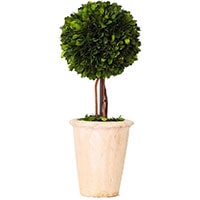 Preserved Potted Boxwood Topiary
